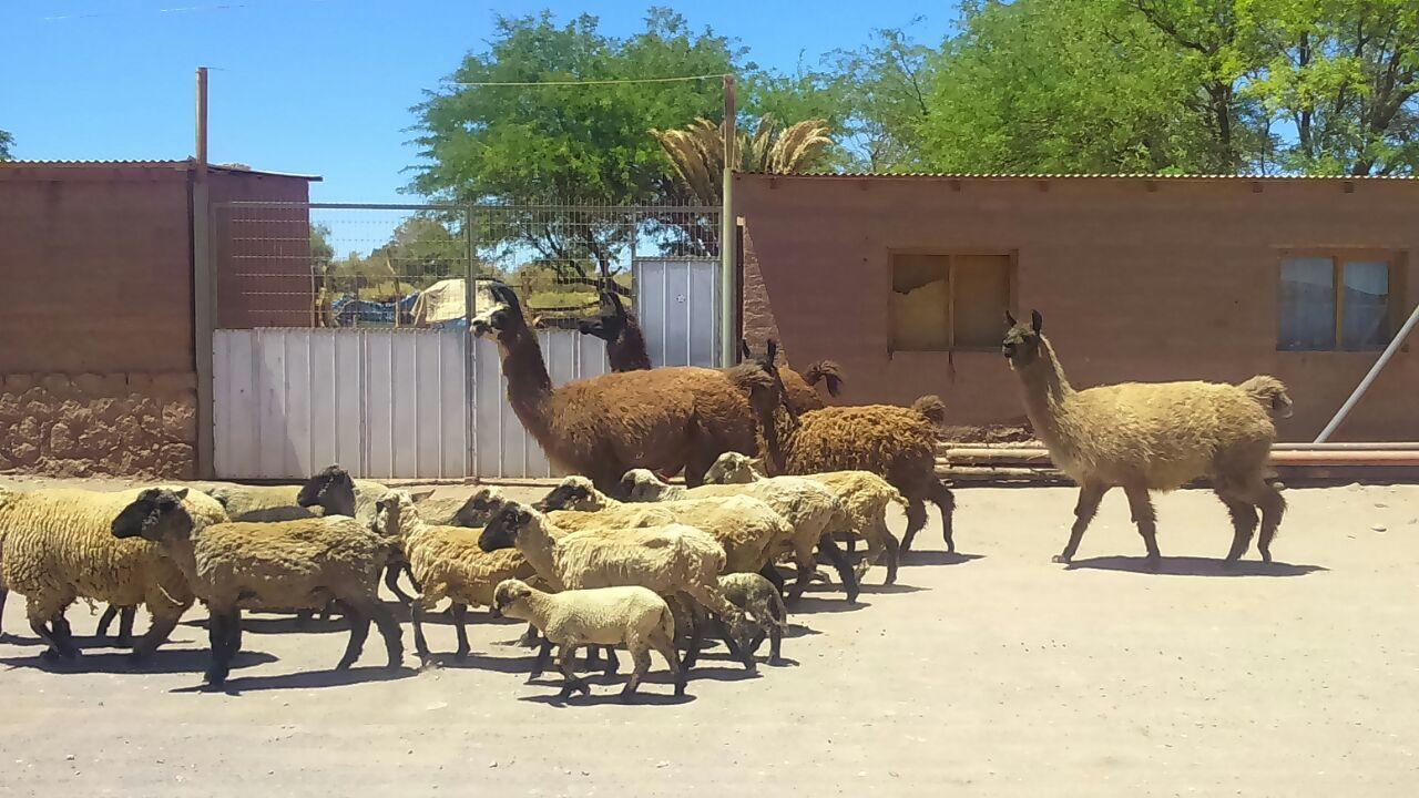 Cabana Laynaturi San Pedro de Atacama Eksteriør billede